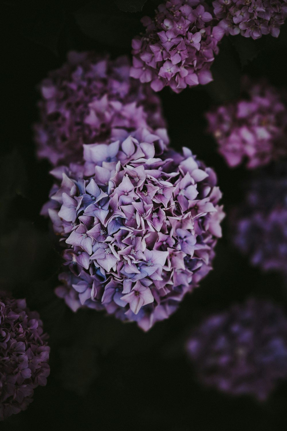 アジサイの花の接写写真
