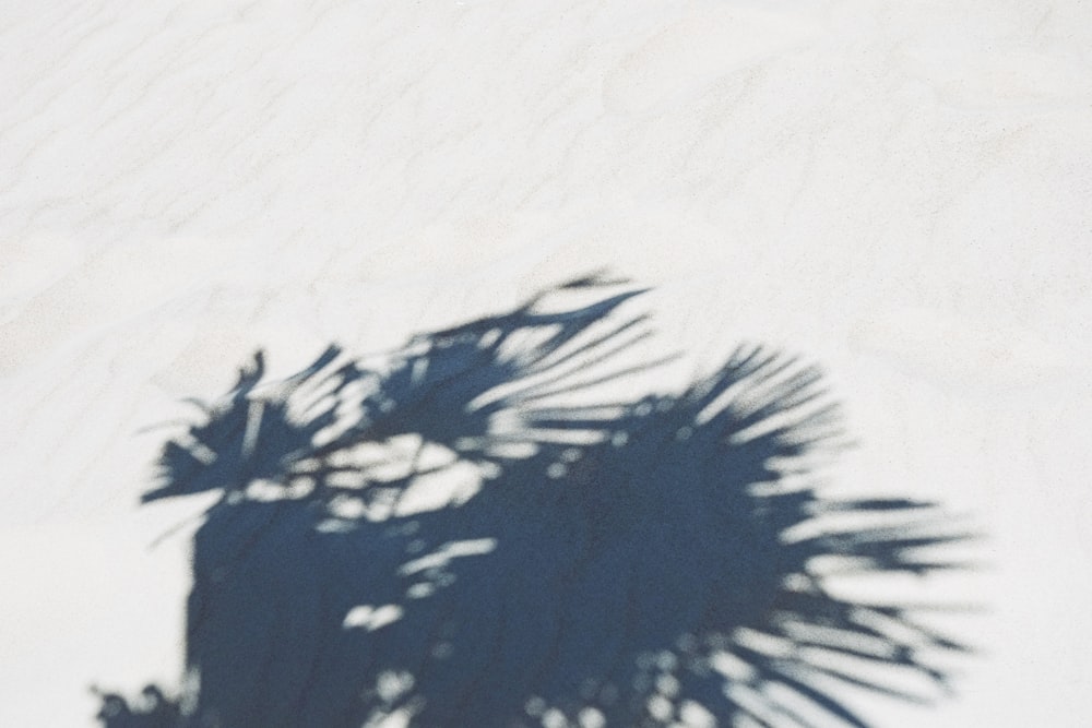 silhouette of palm plant