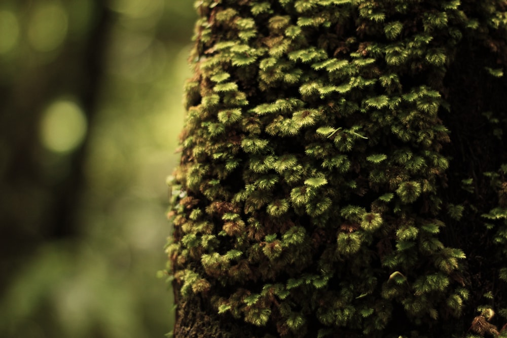 selective focus photography of tree trunk