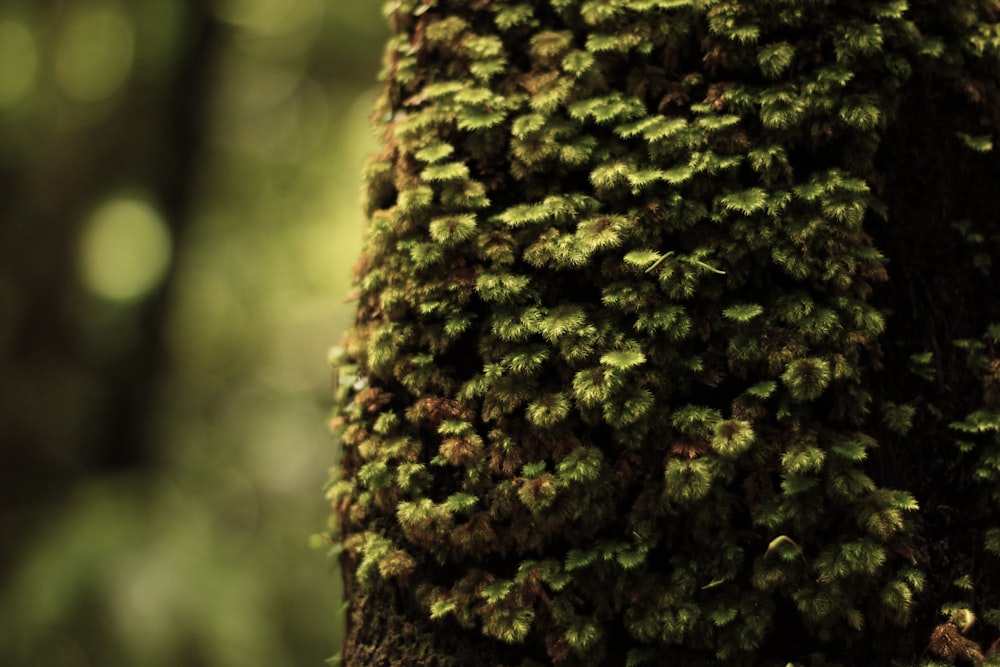 fotografia a fuoco selettiva del tronco d'albero