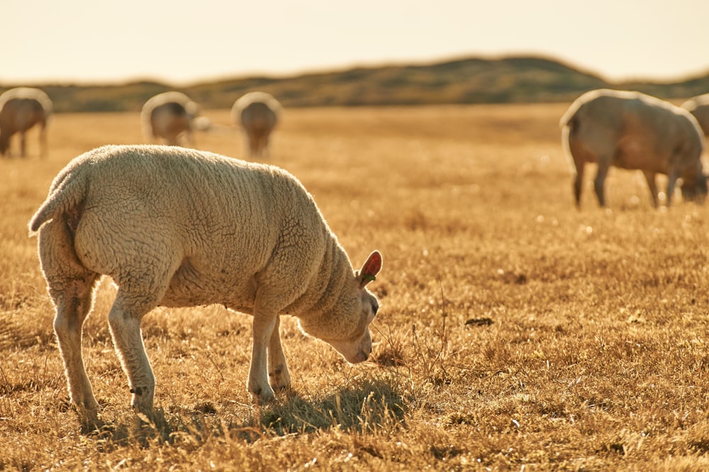 white sheep on grass