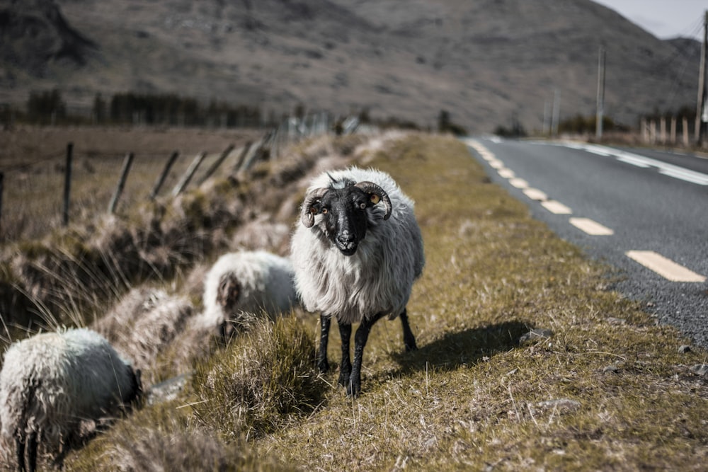 shift-tilt lens photography of sheep