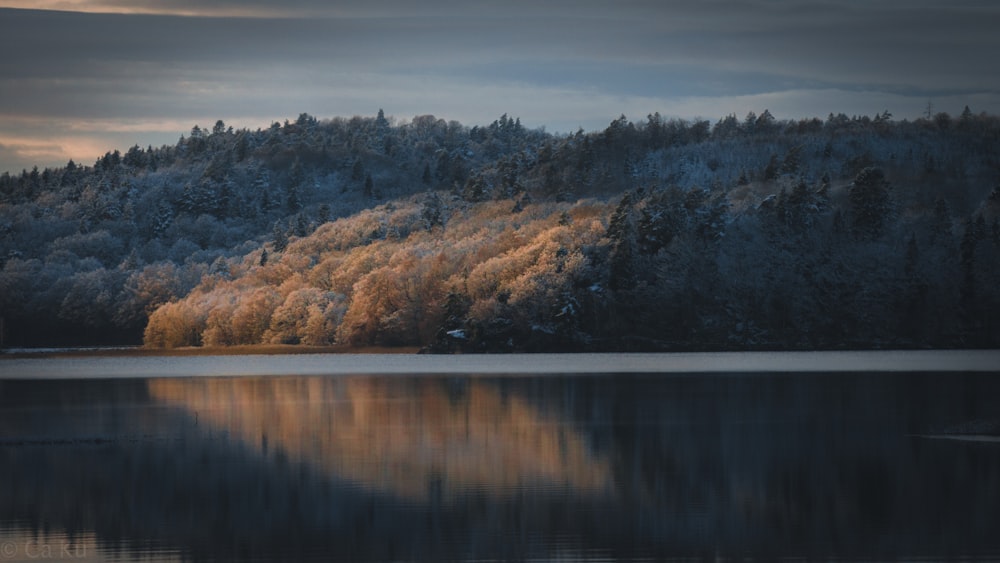 lake beside trees