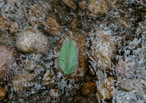 green leaf on water flow