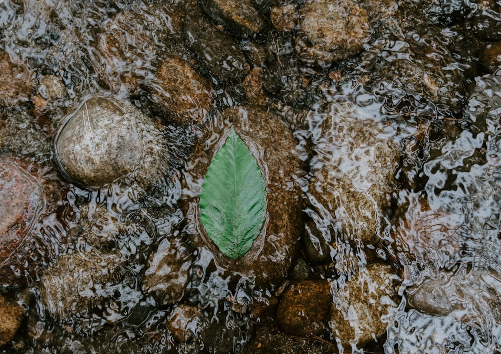 Grünes Blatt auf Wasserfluss