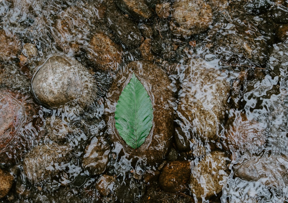 foglia verde sul flusso d'acqua
