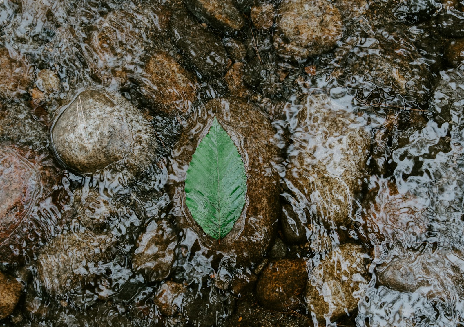 Nikon D500 + Sigma 17-50mm F2.8 EX DC OS HSM sample photo. Green leaf on water photography