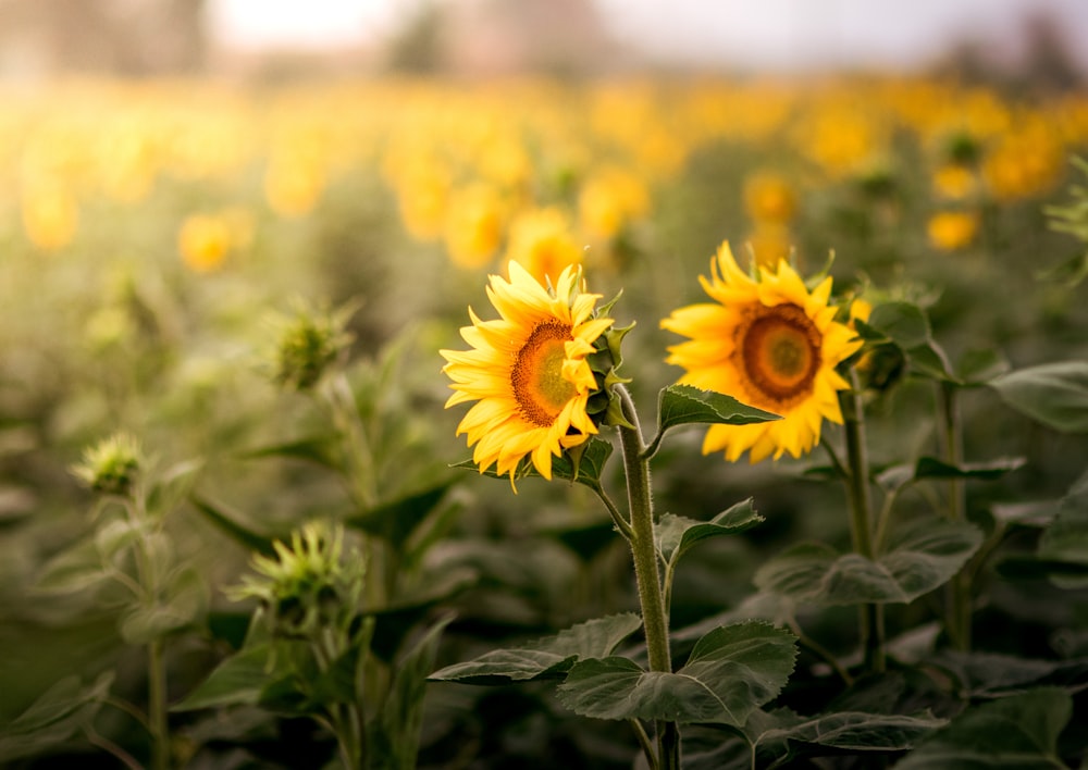 Pradera de girasoles