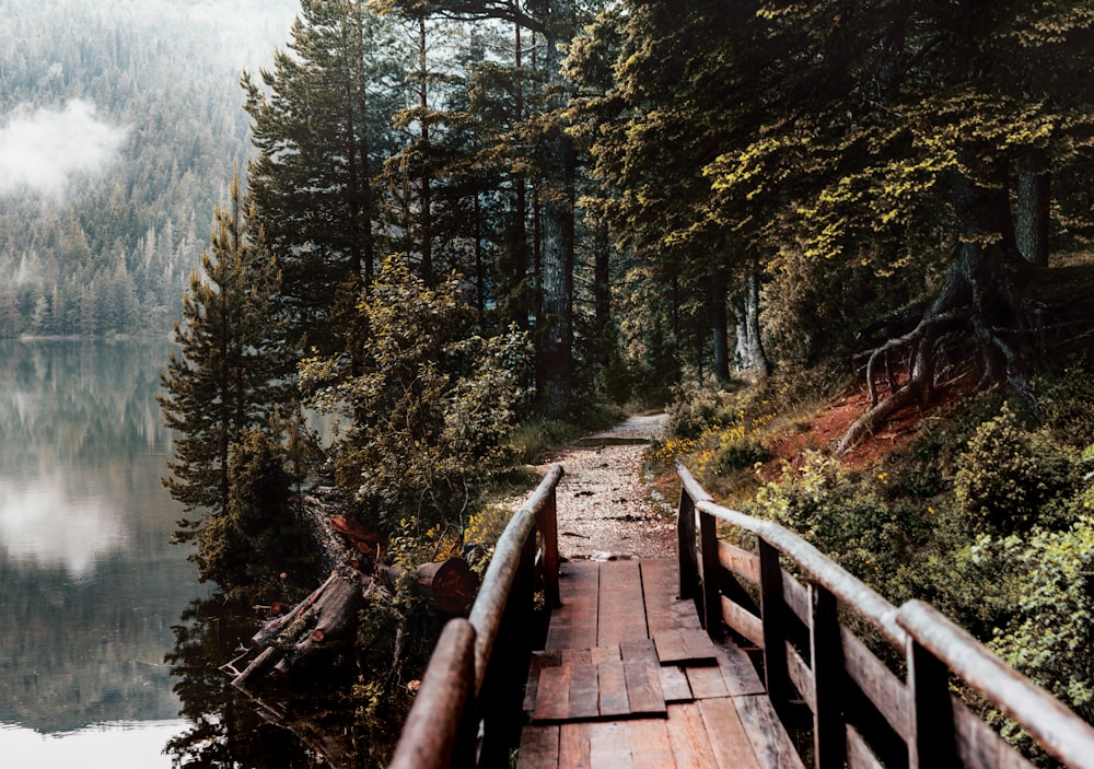 wooden dock near trees