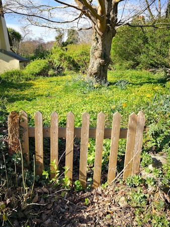 A wooden picket fence partially surrounded by green foliage and yellow flowers stands in front of a large tree. The tree has a thick trunk with branches extending above. The background features more greenery and part of a house is visible on the left side.