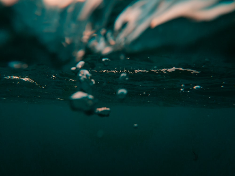 fotografia a fuoco superficiale di sott'acqua