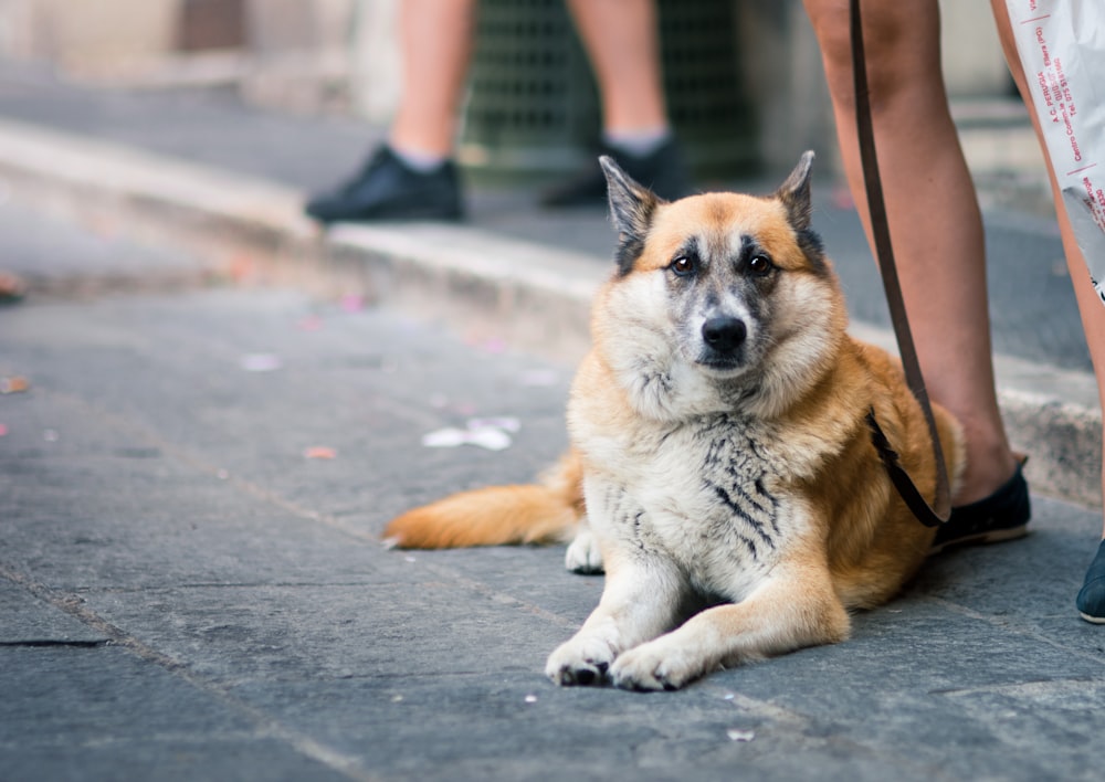 dog reclining on pavement near sidewalk