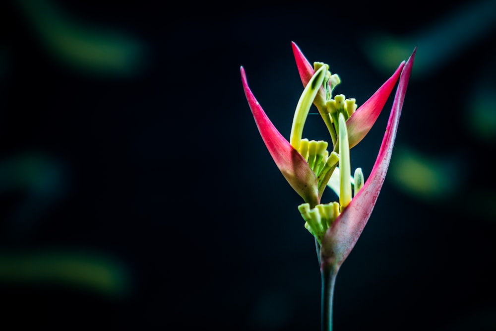 red flower