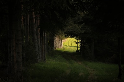 A peaceful path through a dark forest symbolizing the journey of overcoming obstacles with faith.