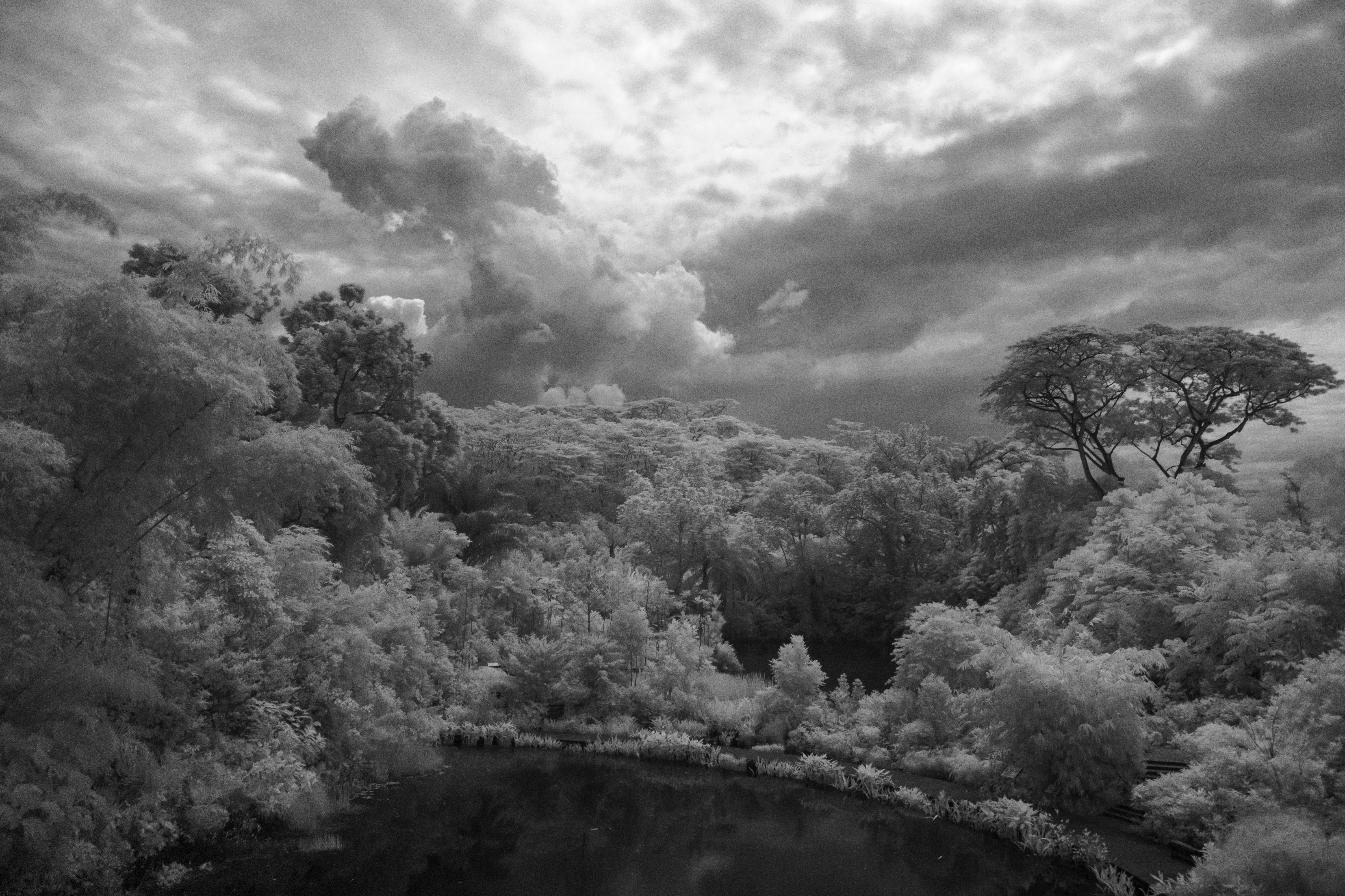 This was shot at the Keppel Wetlands at the Singapore Botanic Gardens. The shot is rendered using Infra Red filter that actually renders a surreal feel to the lush greenery of the surrounding wetlands. A shot that reminds us of the infinite natural beauty of the planet that we share and live in and each one of us play a part to preserve this beauty for the future generations.