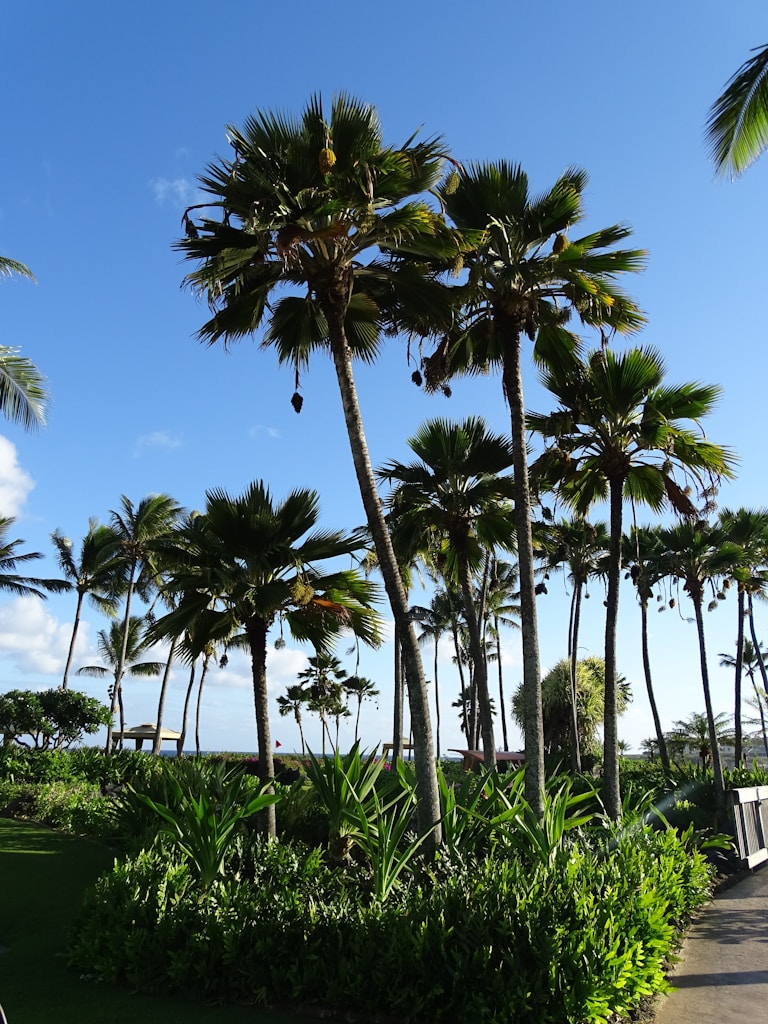 Palmeras tropicales