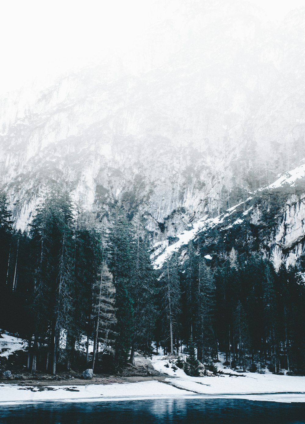 tall trees near body of water