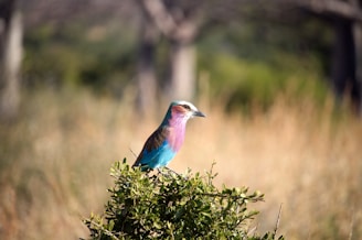 blue and pink bird pearching on tree