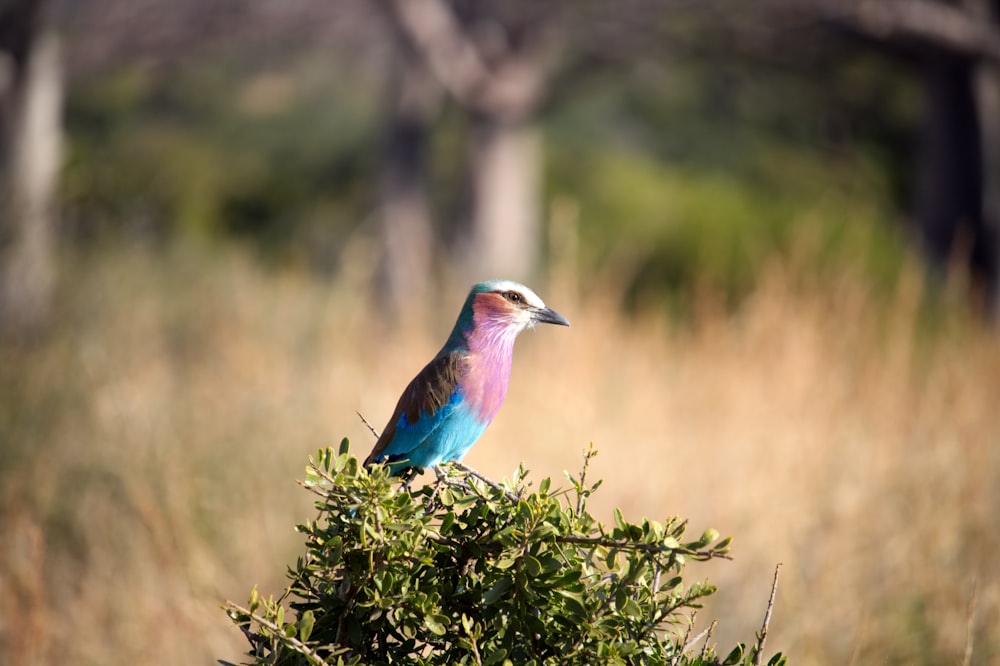 blue and pink bird pearching on tree