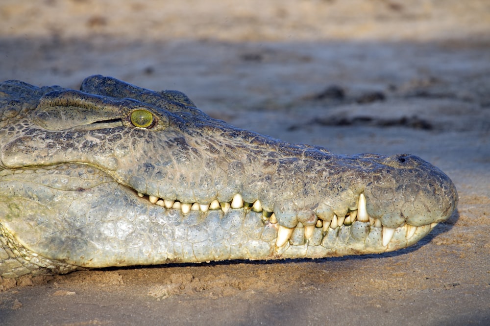 schwarzes und graues Krokodil auf dem Boden