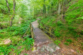 A wooden footbridge crosses over a small stream in a lush, green forest. The scene is surrounded by dense trees and various foliage, creating a serene and natural atmosphere. A dirt path leads from the bridge deeper into the forest.