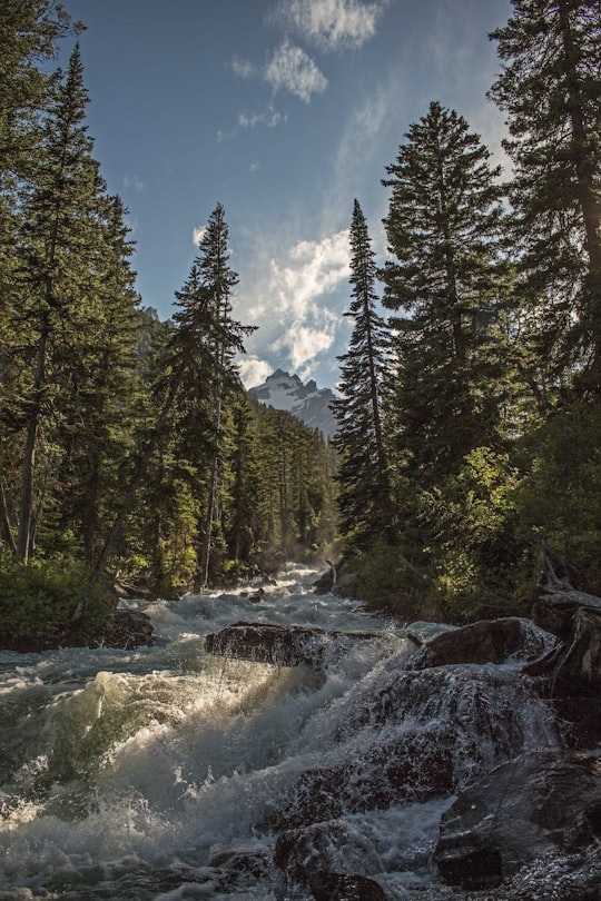 landscape photography of river with trees in Grand Teton National Park United States