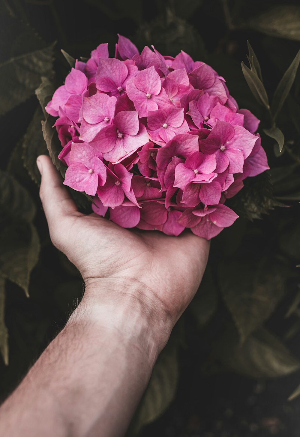 person holding pink flowers