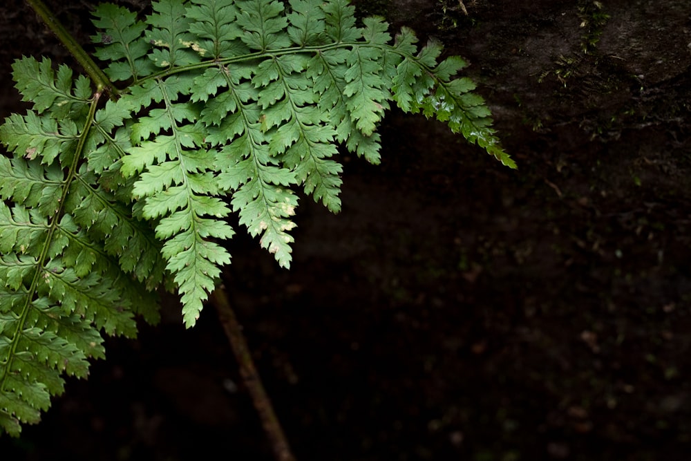 plante verte