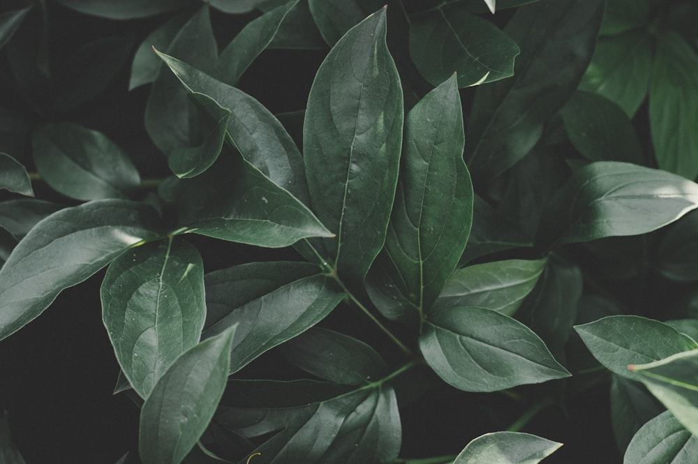 plante à feuilles vertes pendant la journée