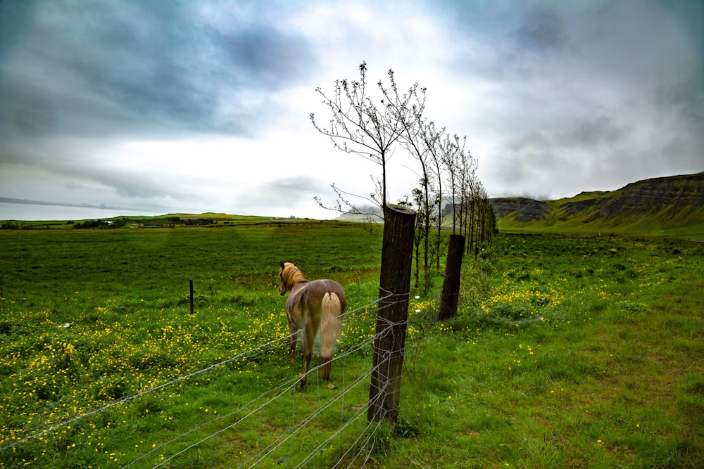 昼間の灰色の柵の横の茶色の馬