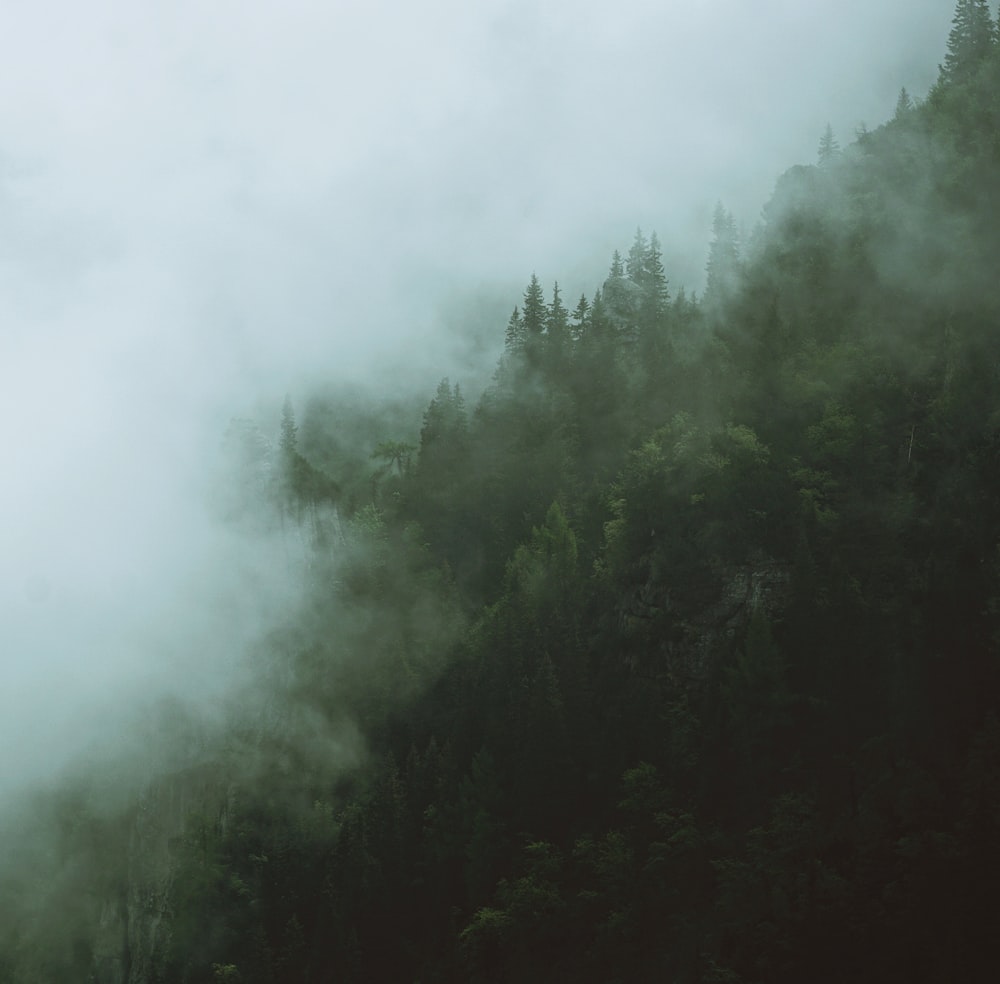 forest covered in white fog