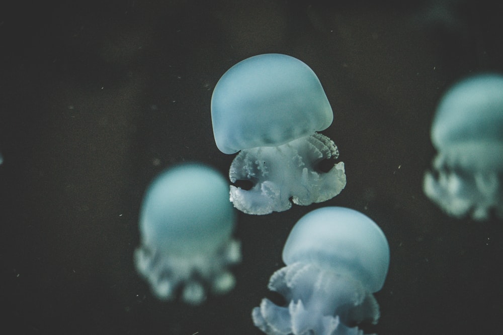 Fotografía submarina de medusas