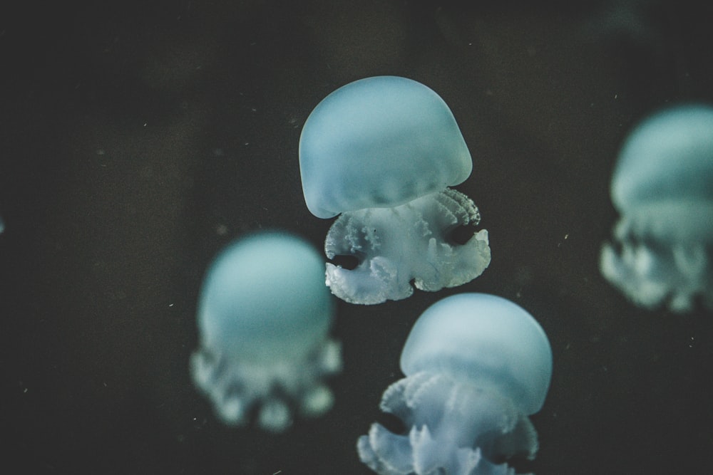 underwater photography of jellyfish