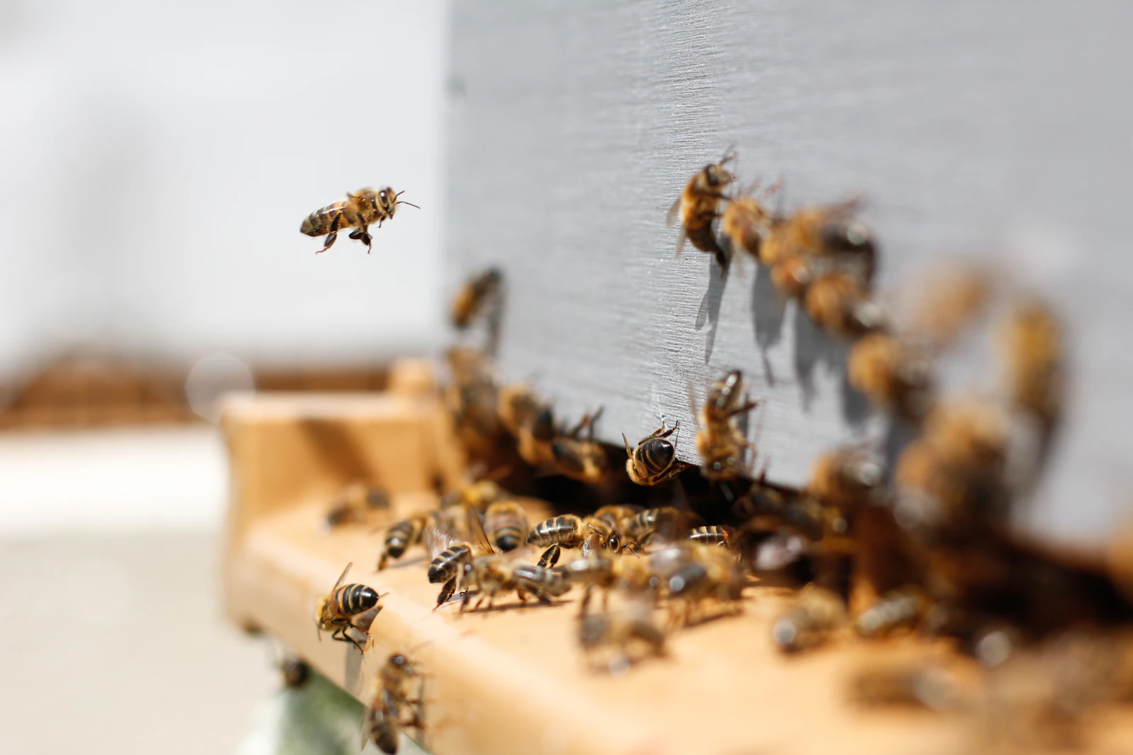 Abejas entrando en una colmena como símbolo de orden y presión organizada