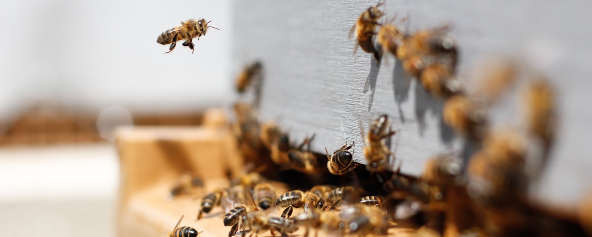 swarm of honey bees