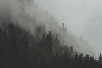 photo of green leafed trees on mountain misty zoom background