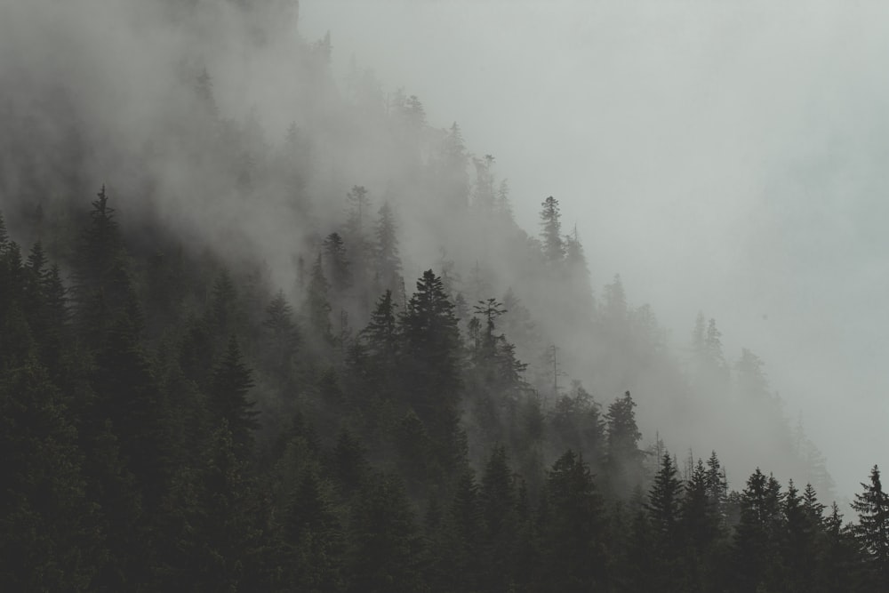 Foto di alberi a foglia verde sulla montagna