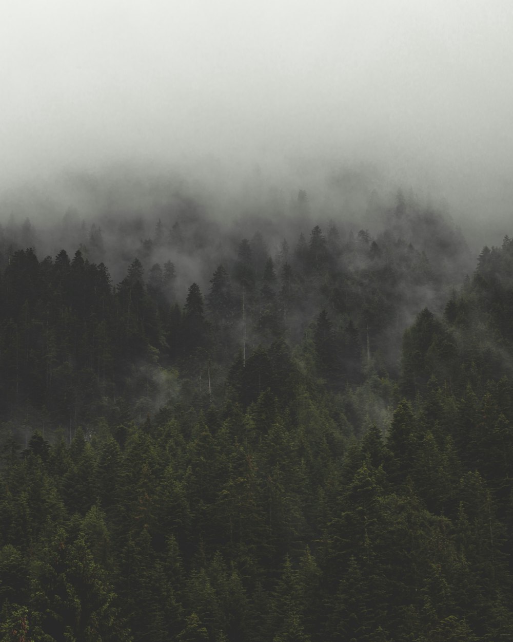 昼間は霧がかかった緑の背の高い木々