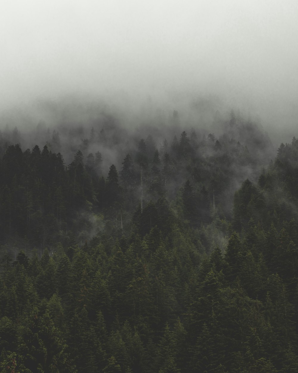 green tall trees with mist at daytime