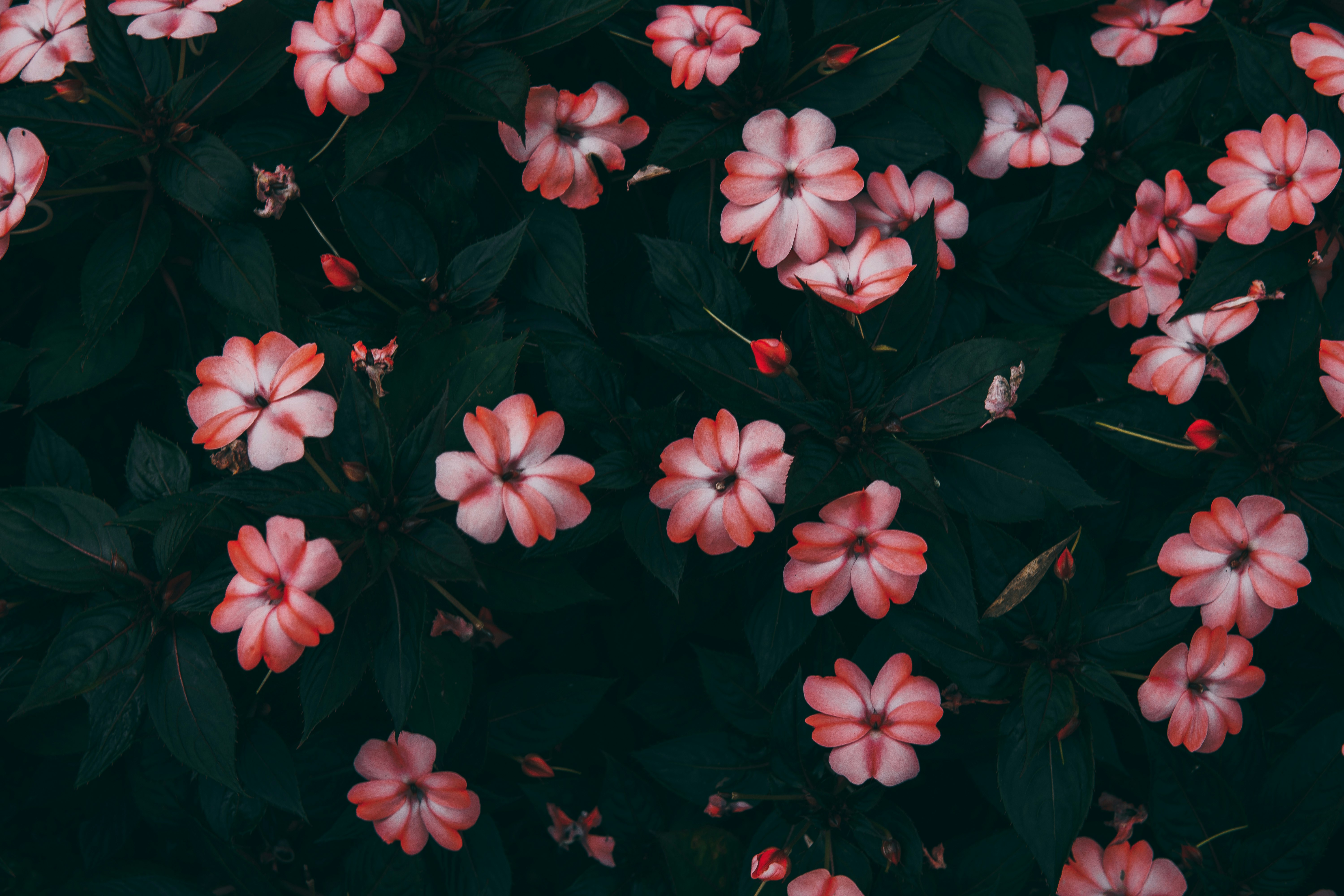 red petaled flowers