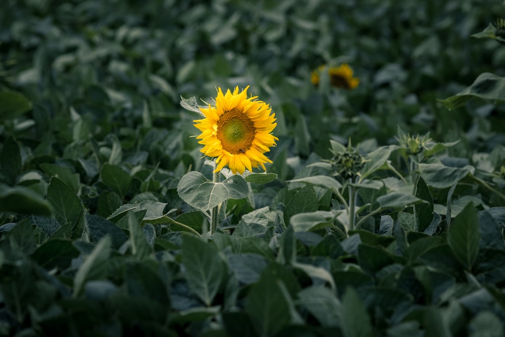 green leafed plant with yellow flower