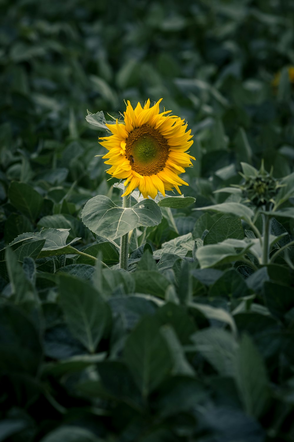 fotografia a fuoco superficiale del girasole