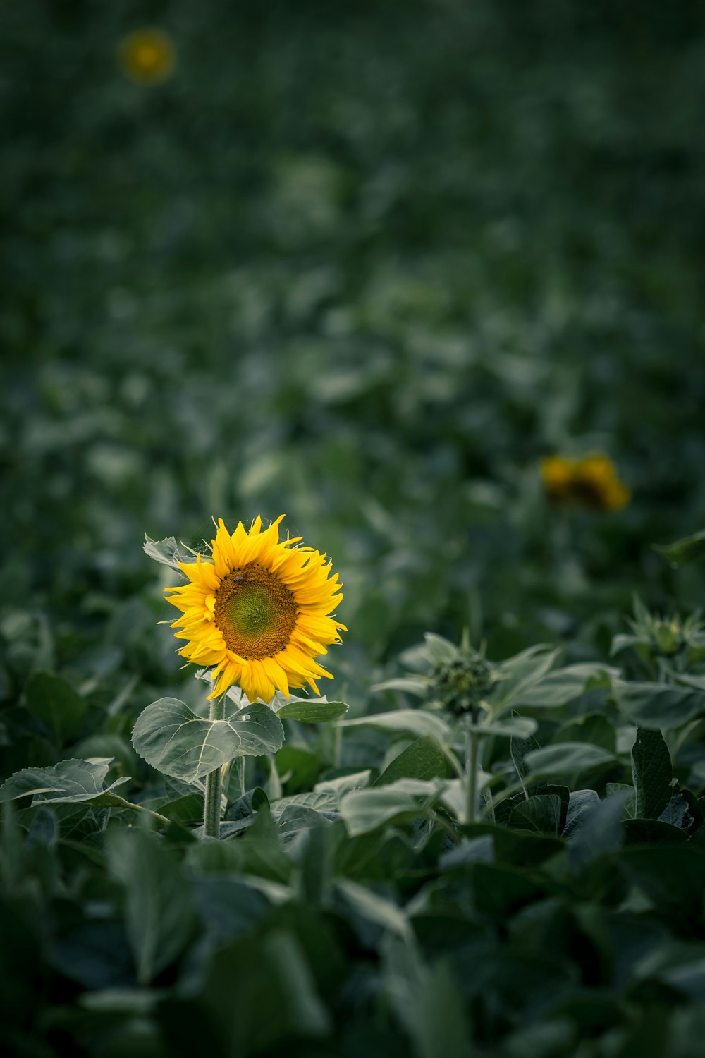 shallow focus photography of yellow sunflower