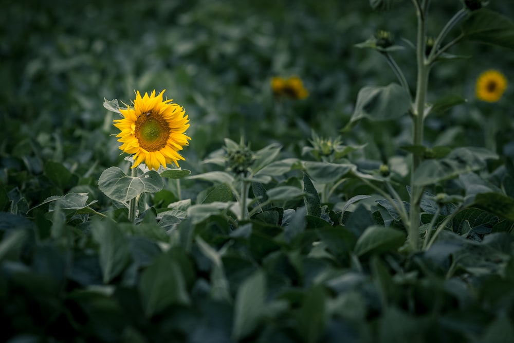 closeup photography of yellow sunflower