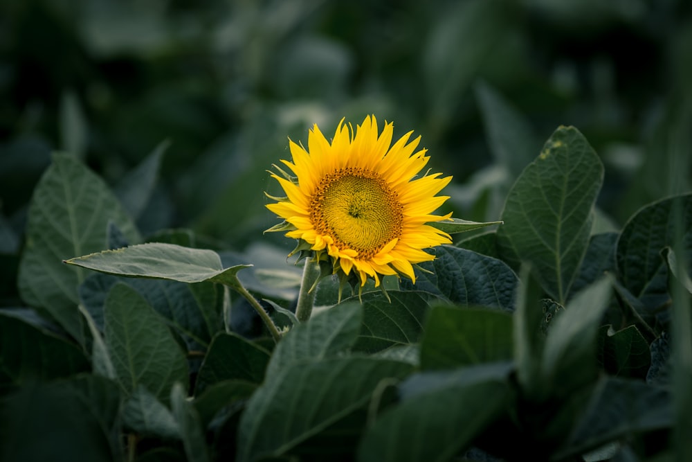 selective focus photography of sunflower