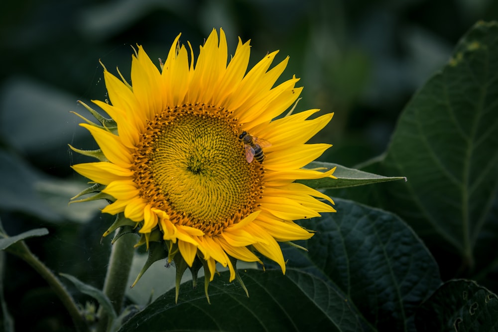 Photographie sélective de la mise au point du tournesol