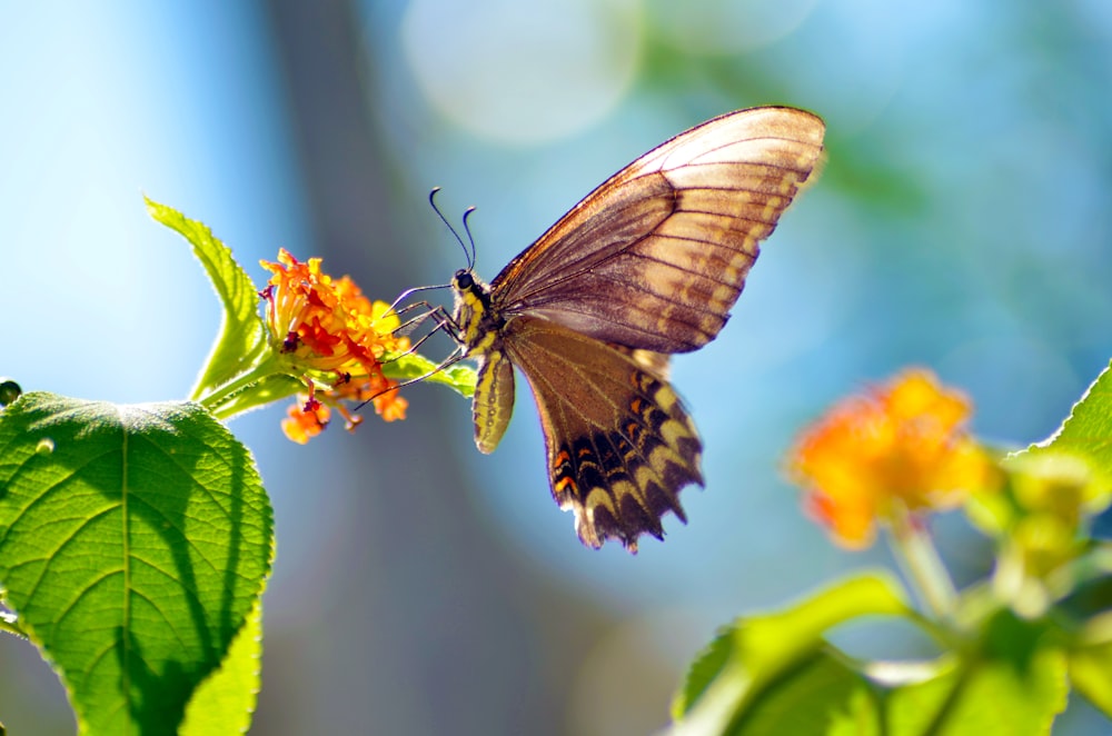 brown butterfly perching on orange petaled flower