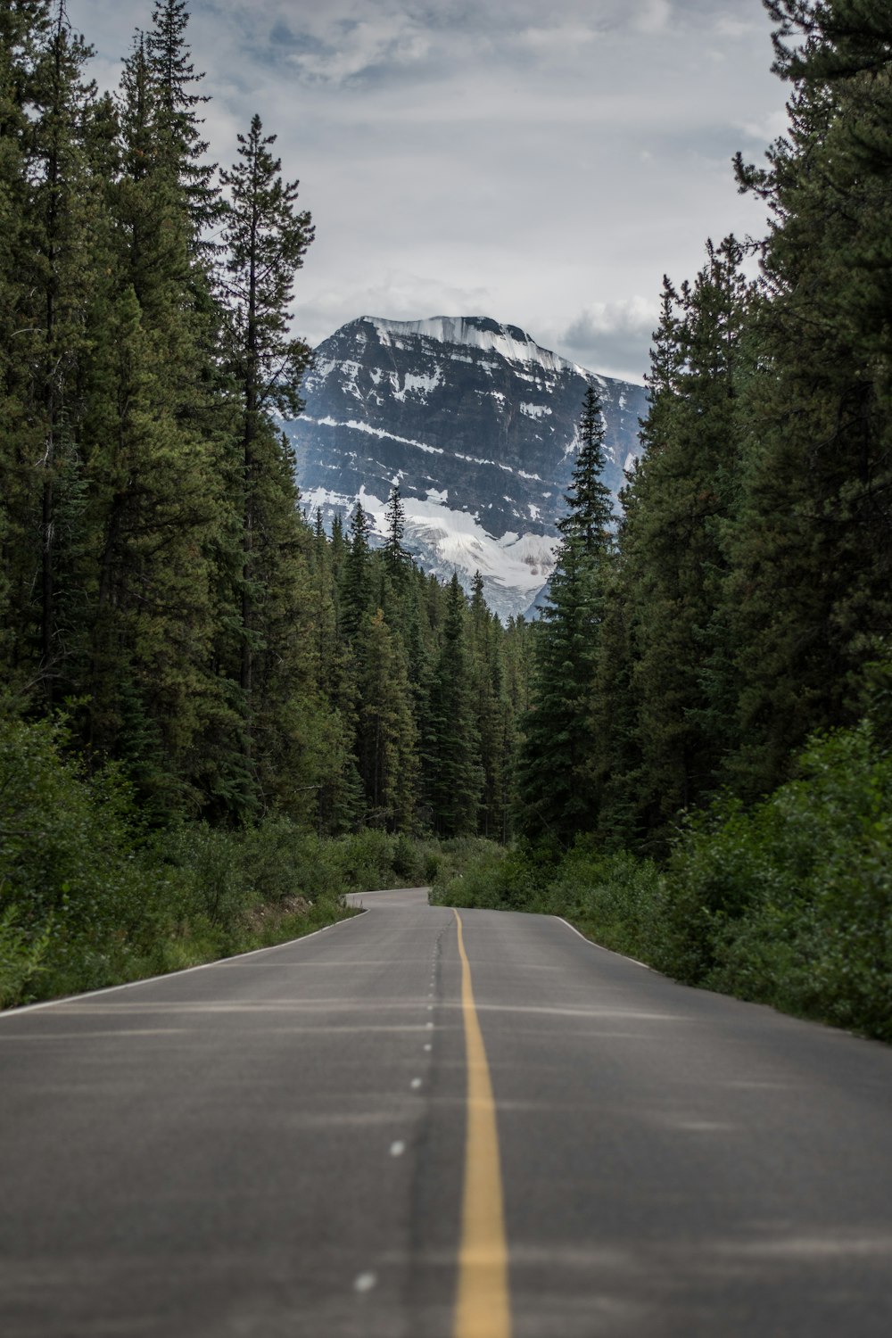 asphalt road and green pine tree