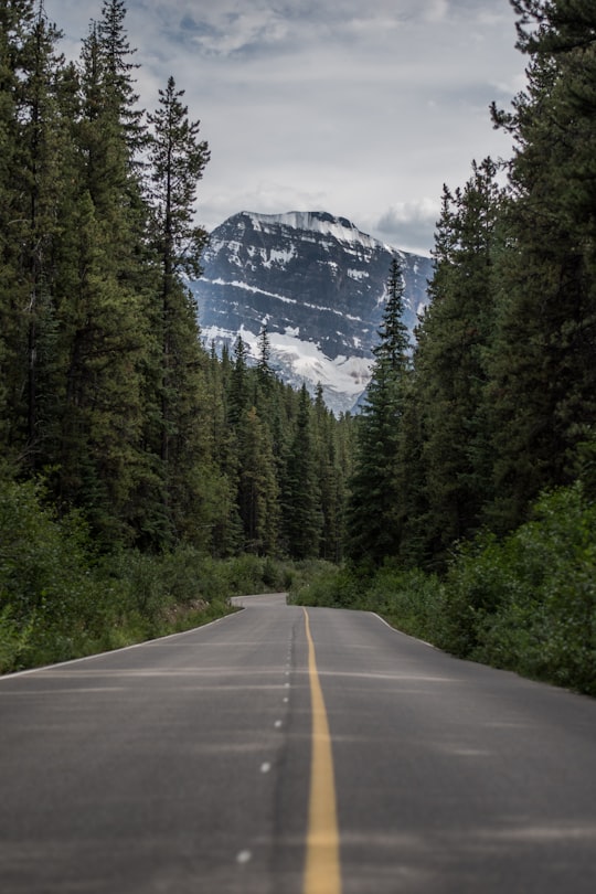 asphalt road and green pine tree in Mount Edith Cavell Canada