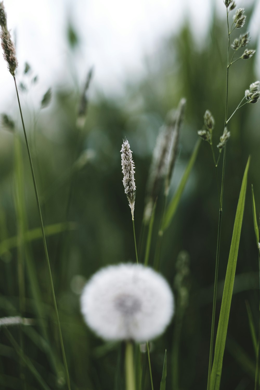 white petaled flowers